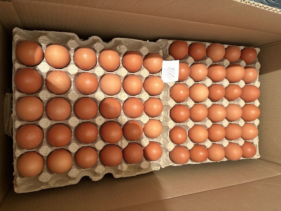 Инкубационное яйцо