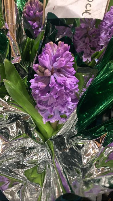 Геацинт  весенний цветок