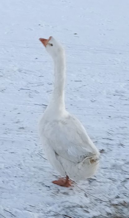 Продается 2гусака