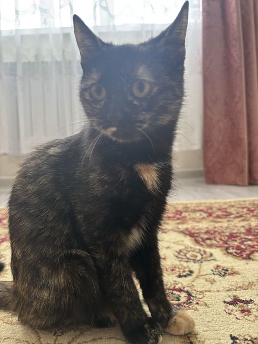 Ищу домик для кошечки