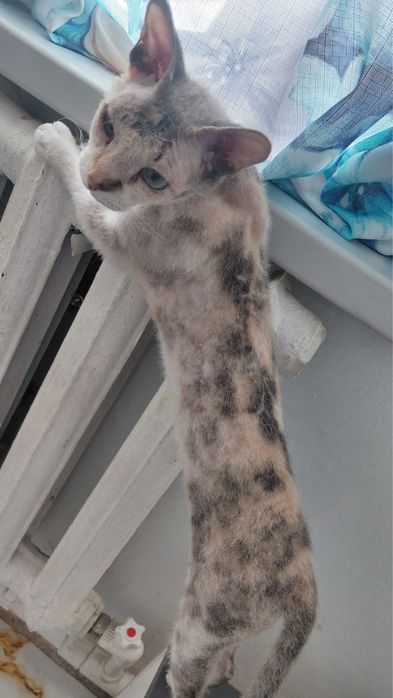 Отдадим котенка сфинкс браш