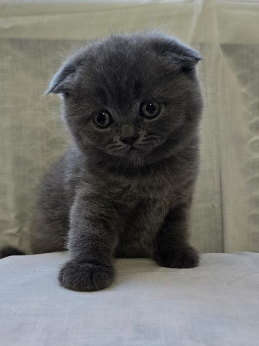 Scottish fold și Scottish straight  blue.