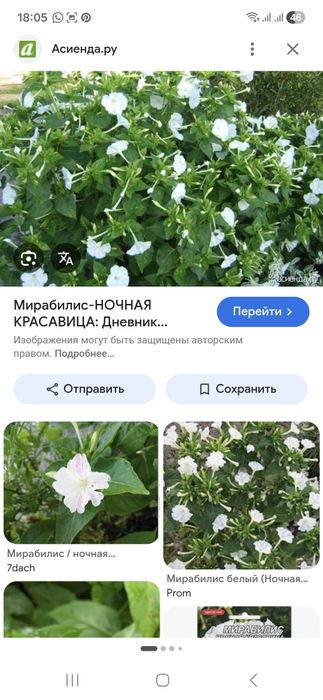 Мирабилис Ночная красавица Рассада