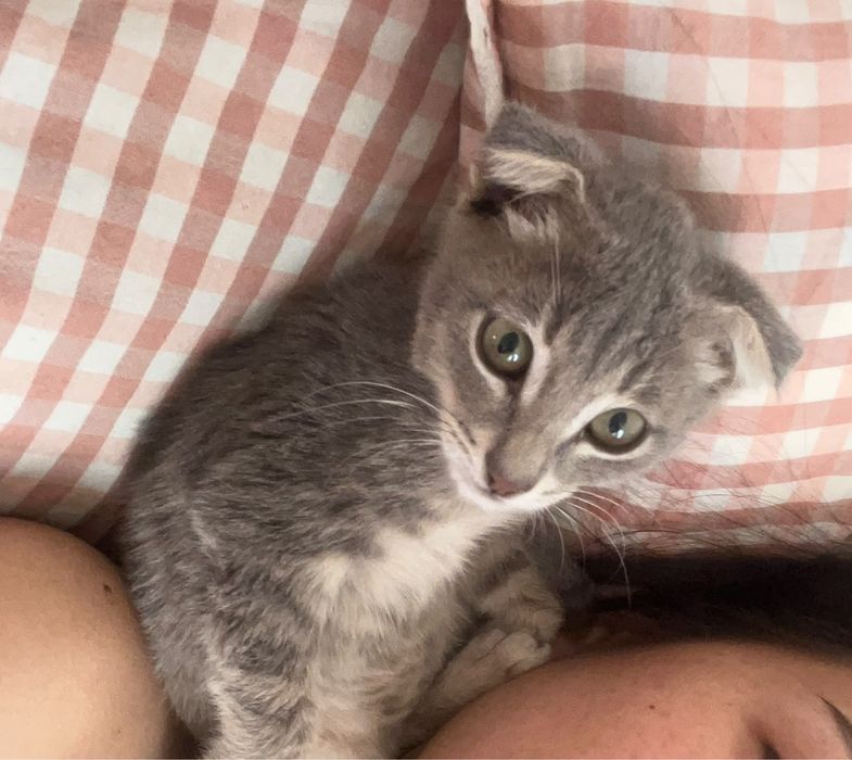 Чистая маленкая котя 3 мсц