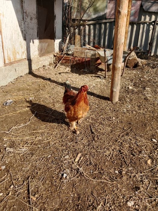 Бройлер балапан қораз