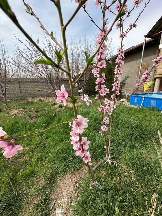 Sotiladi holati yengi pishiq g’ishtdan qurilgan