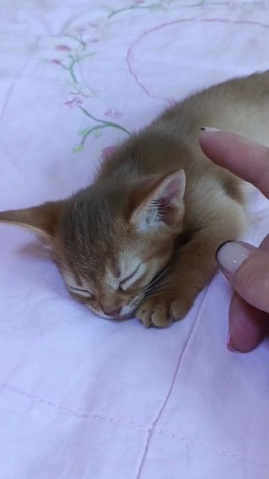 Абиссинские котята Европейский тип