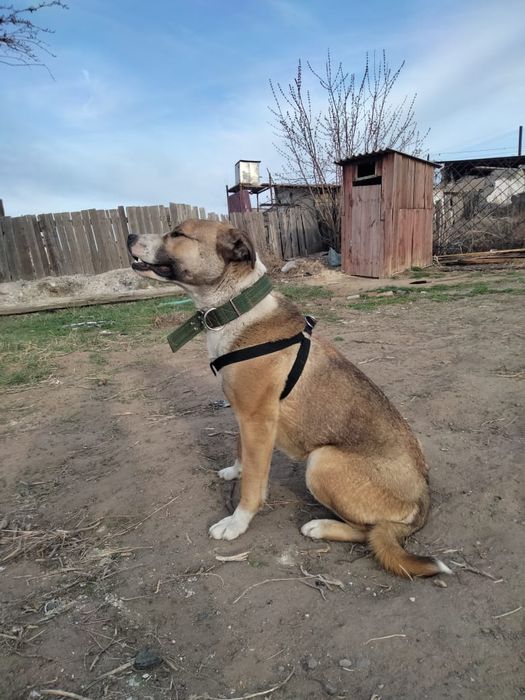 Шлейка для собак