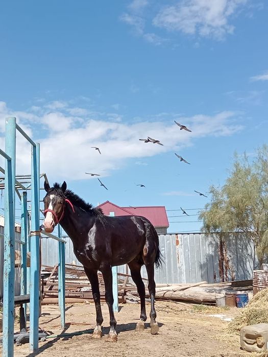 Дөнен сатылады.мінгі