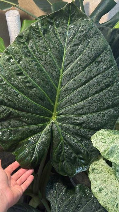 Детки и клубни алоказий