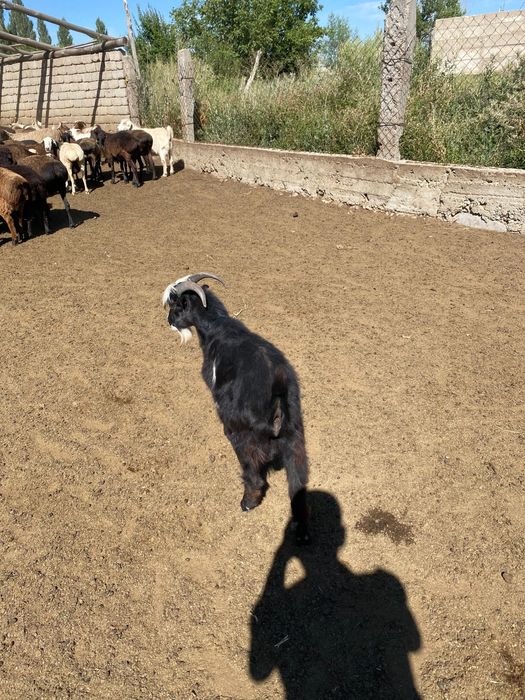 Ешкі 6 айлык испанский ламанчо