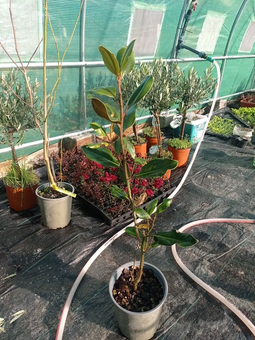 Магнолия 3 видаа