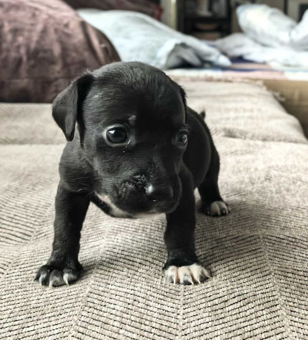 Отдам щенят в добрые руки