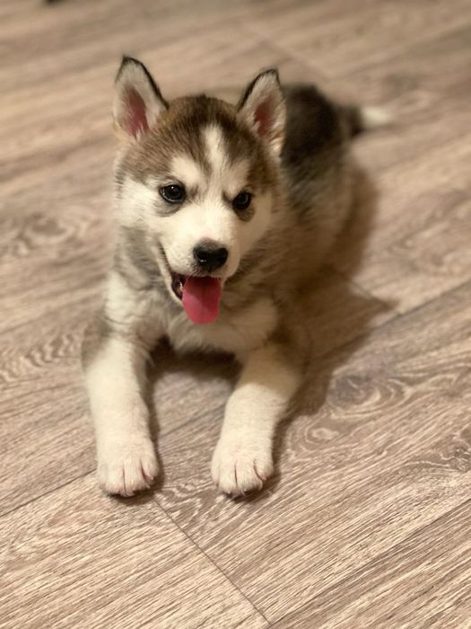 Продаётся сибирский хаски. Мальчик.