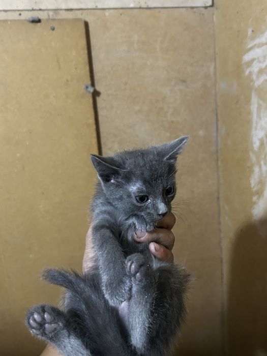 Котята марғау даром