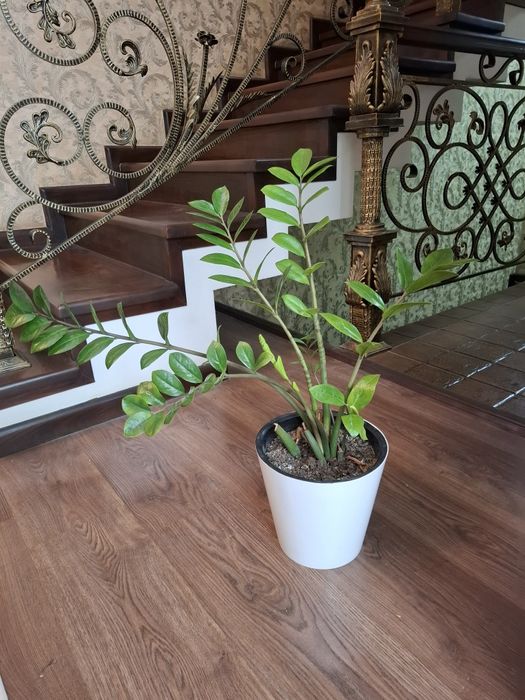 Замиокулькас.  Продаётся