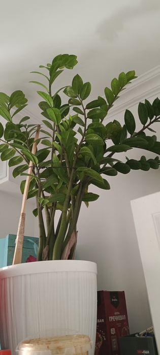 Цветы комнатные  дёшево