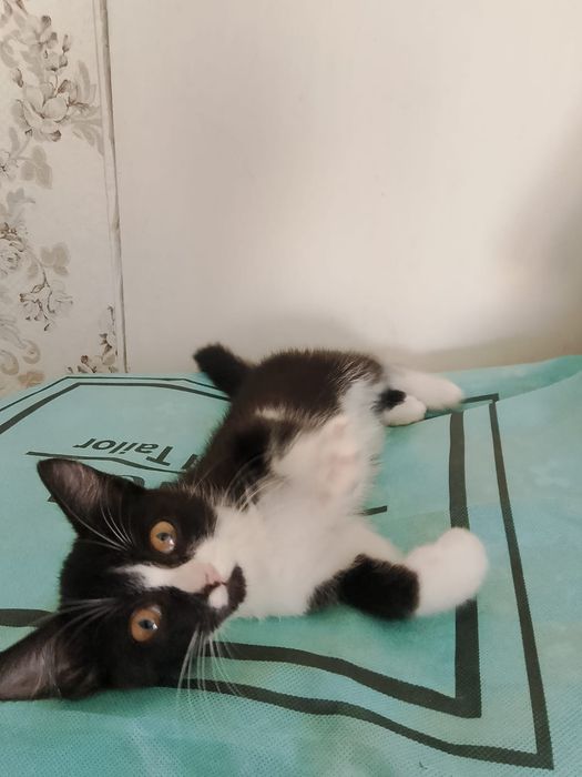 Отдам котёнка в добрые руки