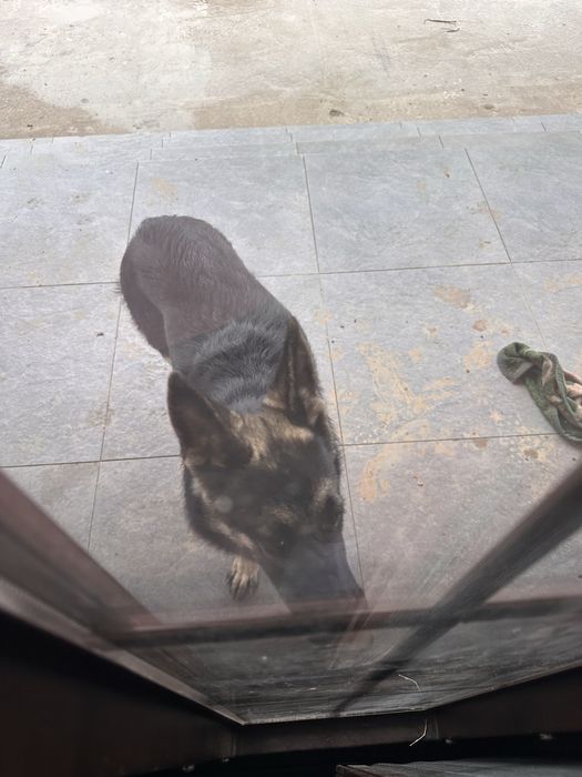 Собака овчарка женский род