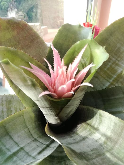 Розова ехмея/Aechmea fasciata