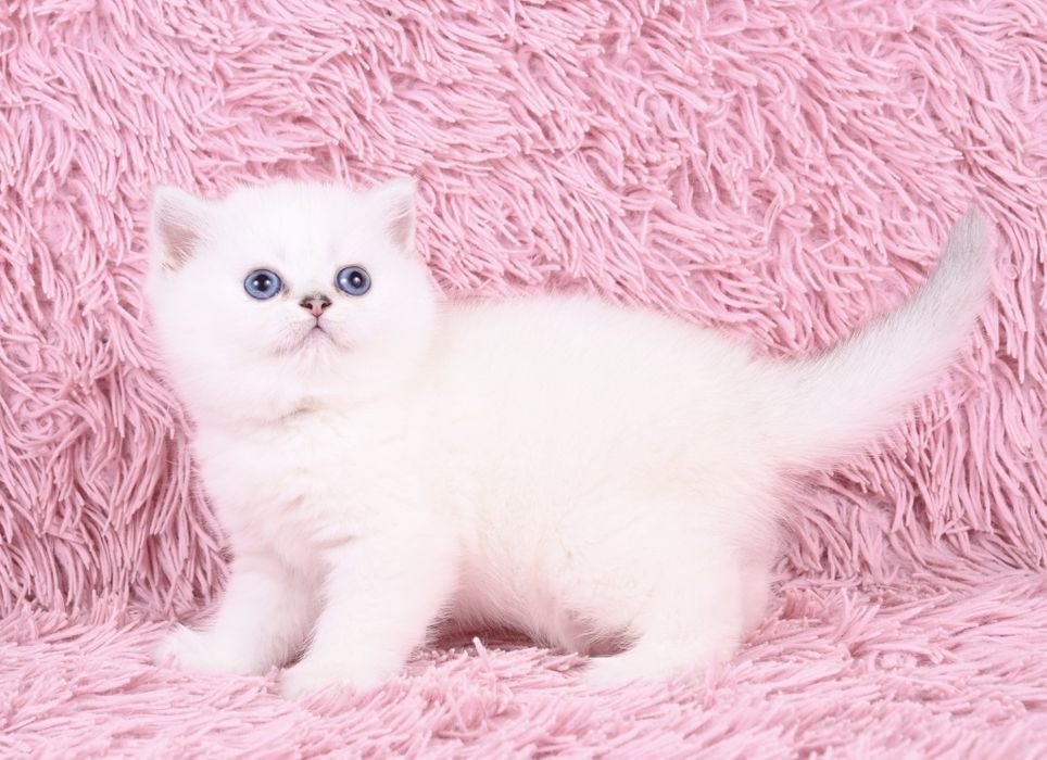 Pisicuță British  Shorthair Silver Chinchilla colour point cu pedigree