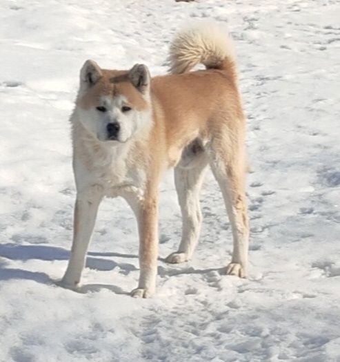 Щенок Акиты -ину девочка