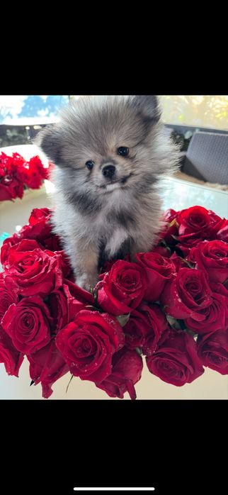 Pomeranian cu pedegree