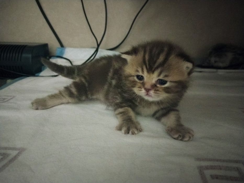 Открыта бронь на котят скоттиш