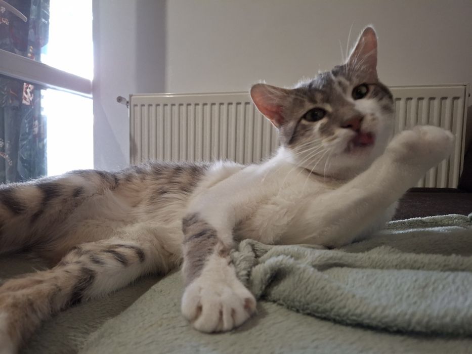 Bjorn și Soni își caută familie nouă - 2 motănei - Targoviște