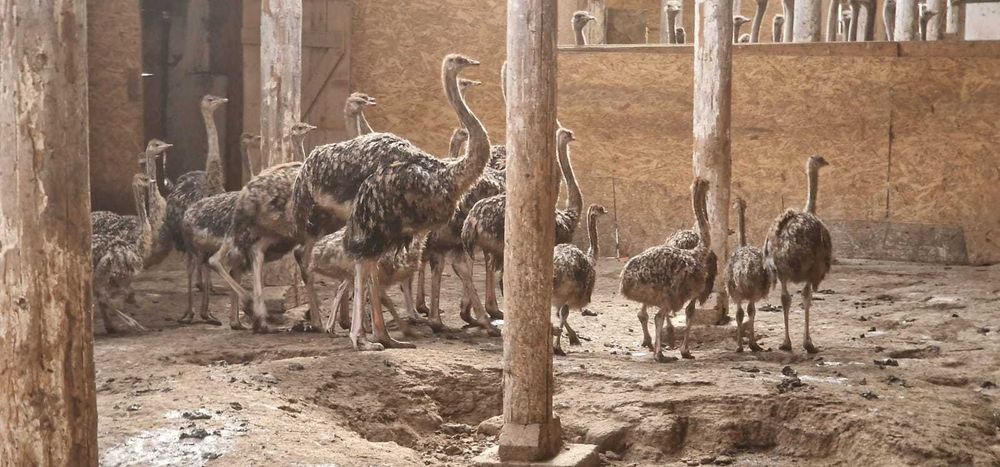 Vand pui Struti de 12-14 saptamani