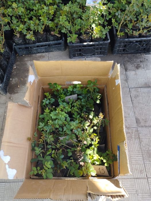 Саженцы розы , розы