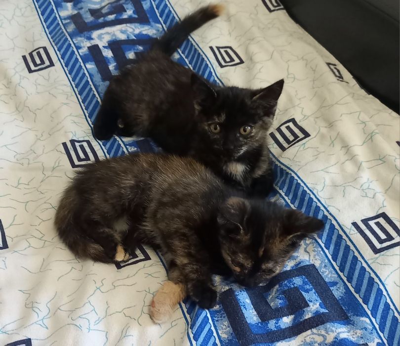Отдам котят в хорошие руки