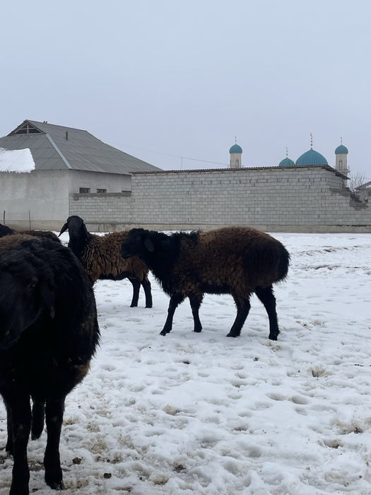 Қошқарлар сатылады