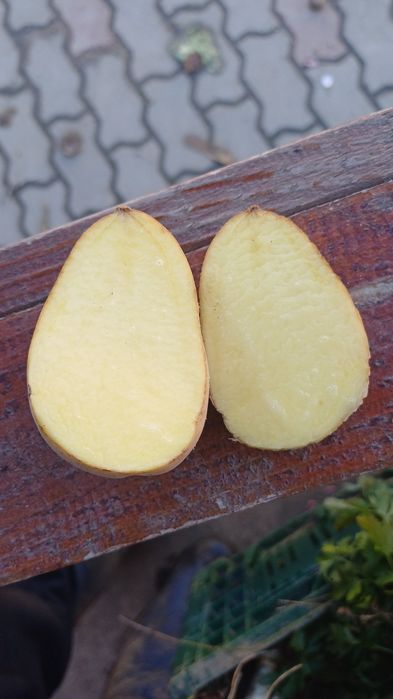 Cartofi de sămânță