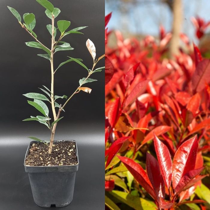 Фотиния йирик баргли
Йирик баргли ф