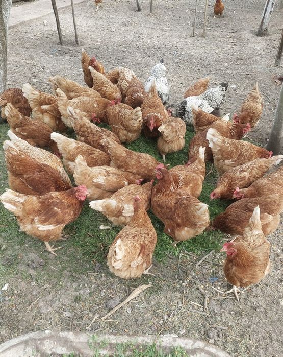 Ouă de țară calitate %