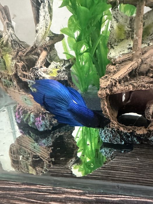 Pesti betta rari : koi,nemo,plakat.veiltail,shortfin,marble