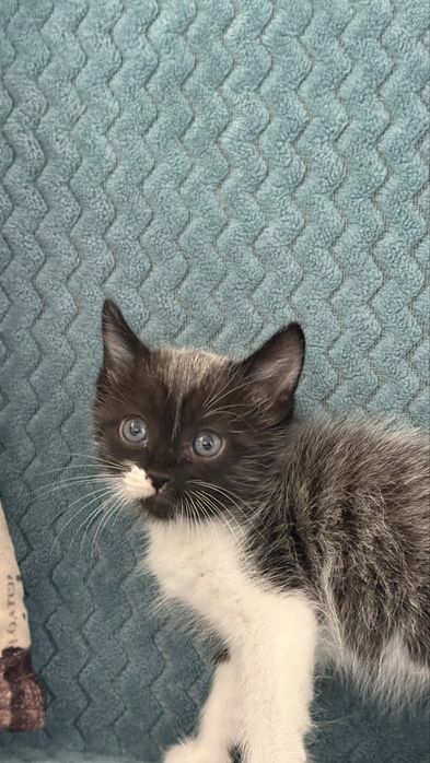 Котёнка бесплатно отдадим