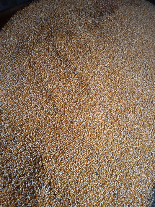 VIND GRAUNTE  PIONER   90 95 foarte uscate cu umiditate 16  ,17