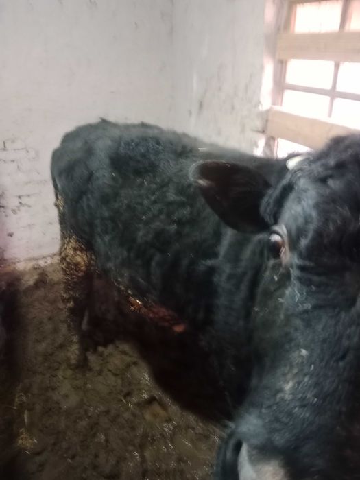 Хокиз   сотилади.