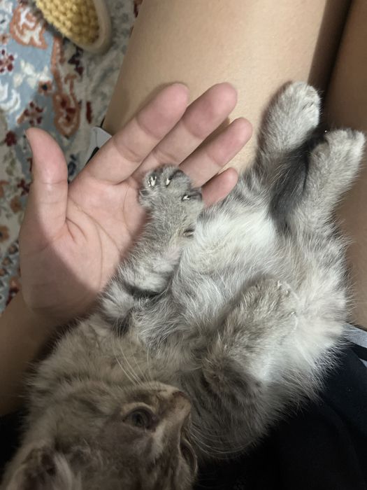Котенок , мальчик отдам в добрые руки