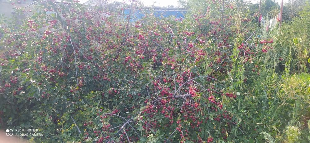 Срочно срочно Продам дачу Восточный 11 правые