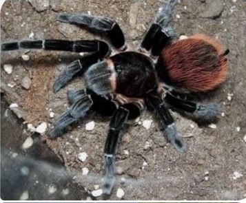Паук птицеед Lasiodora parahibana малыши