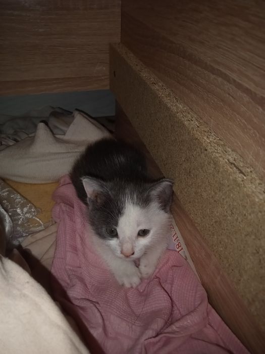 Продаётся котят 3