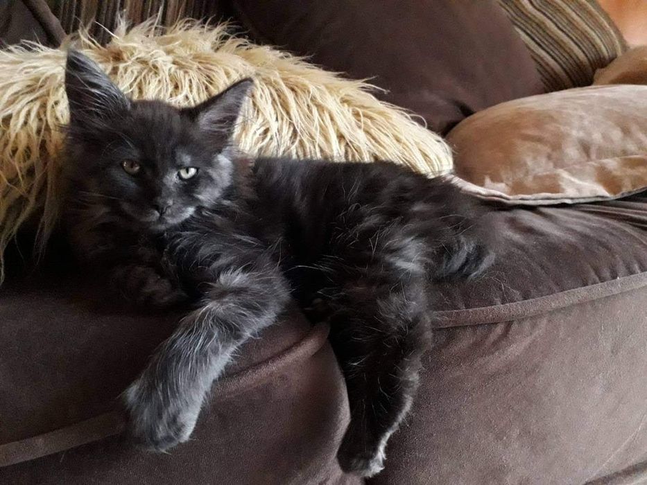 Котята мейнкун продаю