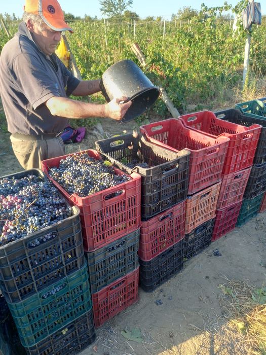 Struguri de vin recolta proprie