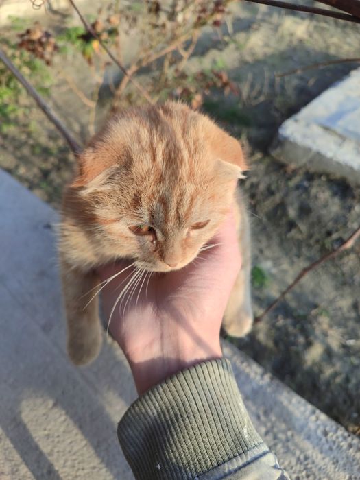 Кошка порода  (Скоттиш-фолд) жудаям акилли хали 7-8 ойлик кизалокк