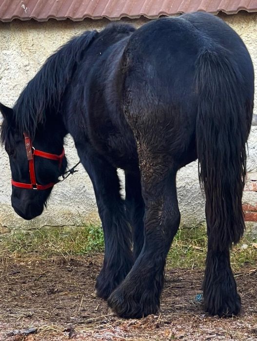 Mânz armăsar 1 an jumate