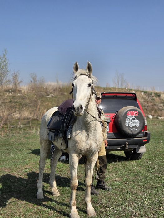 Продаю мерина 10 лет
