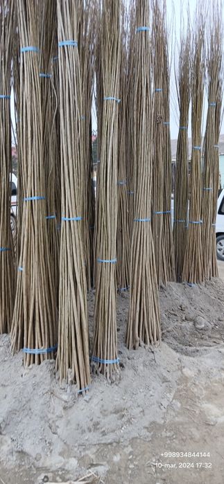 Терак кучатлари сотилади